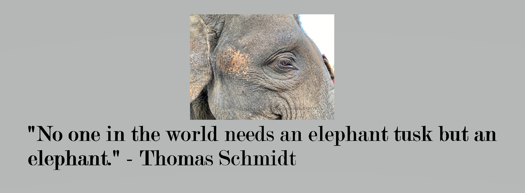Quote: "No one in the world needs an elephant tusk except the elephant."