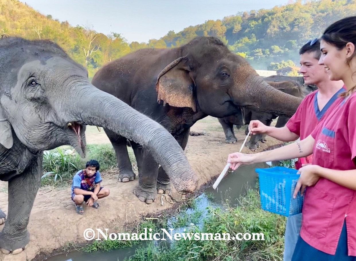 elephant wants more sugarcane