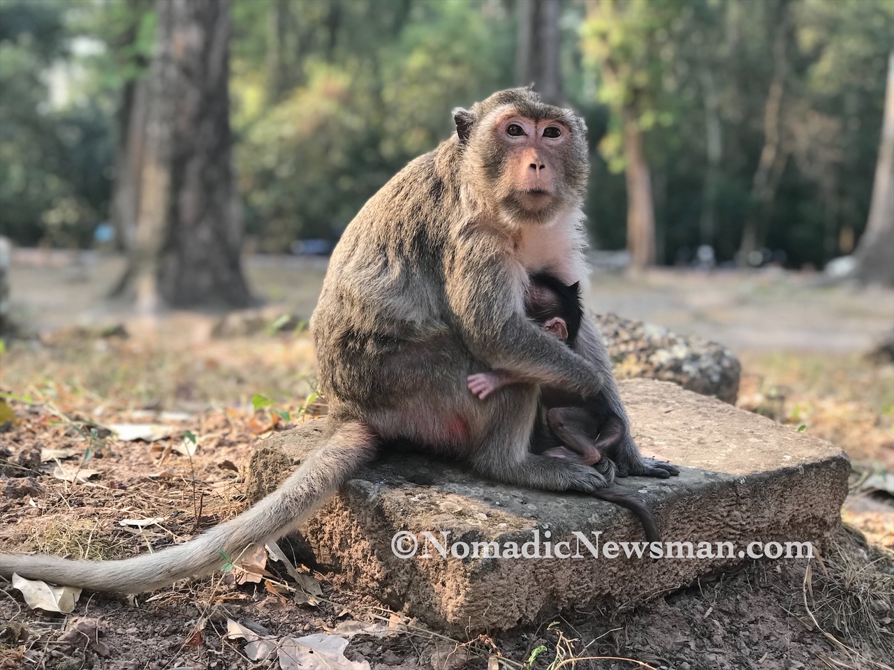 Monkeys in Siem Reap