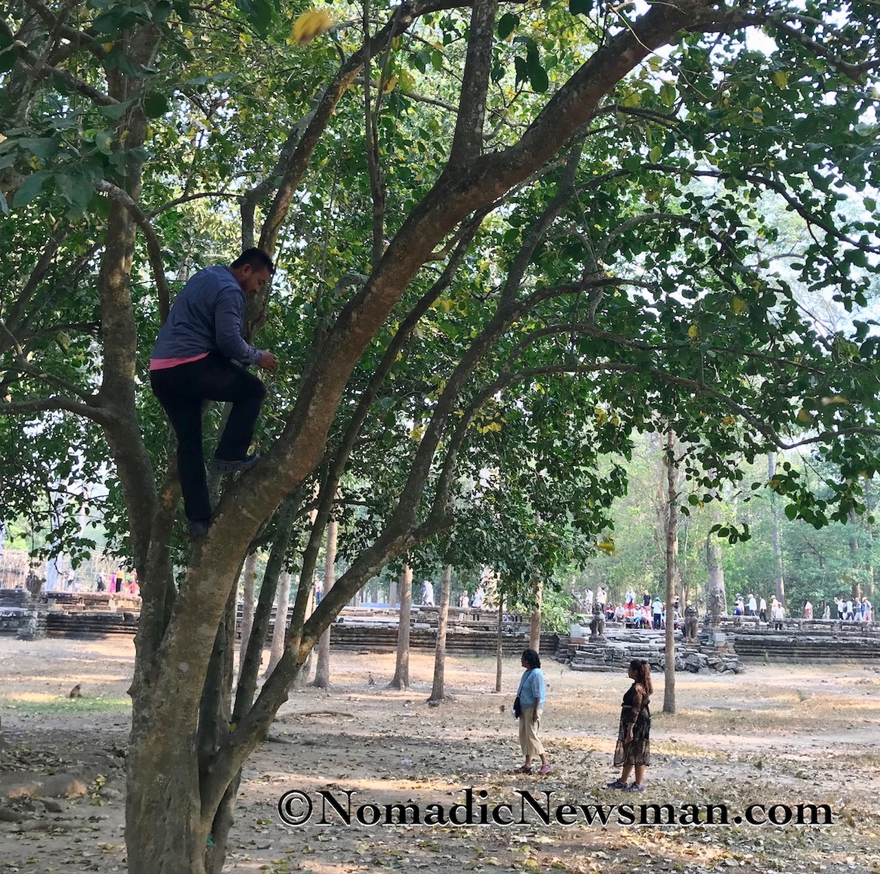 Banthab in a tree